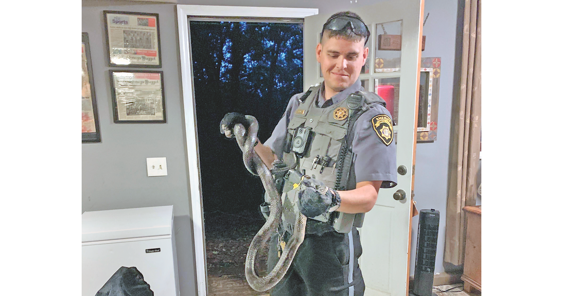 Deputy Andrew Adams successfully wrangled a six-foot-long black rat snake from the basement of a grateful Chinkapin Drive resident recently. The snake was less grateful, as it bit the officer on the thumb before being released into the woods.