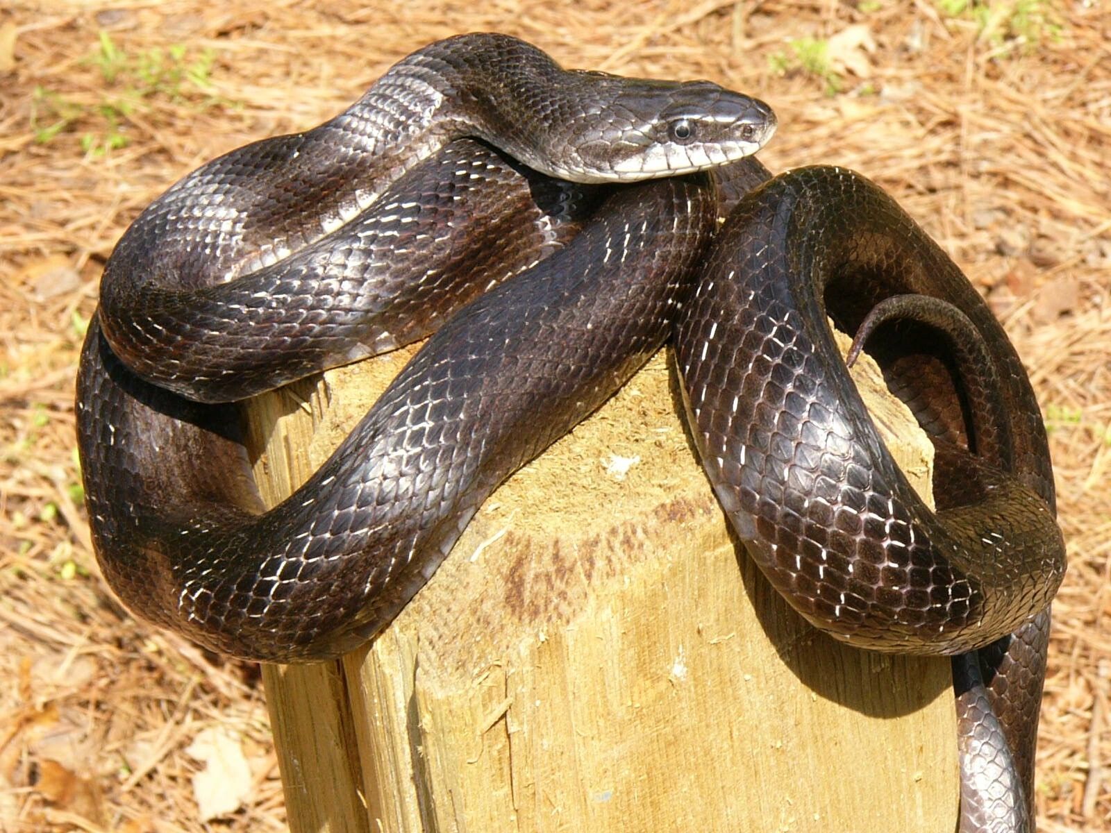 Known for its climbing ability, the harmless black rat snake is notorious for accidentally crawling inside people's home. (Photo/John Jensen, Georgia DNR)