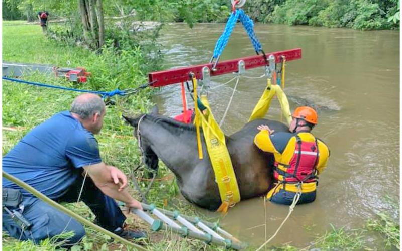A multi-agency effort was needed to rescue Nova the horse when she sunk into the muddy banks of the Chestatee last week.