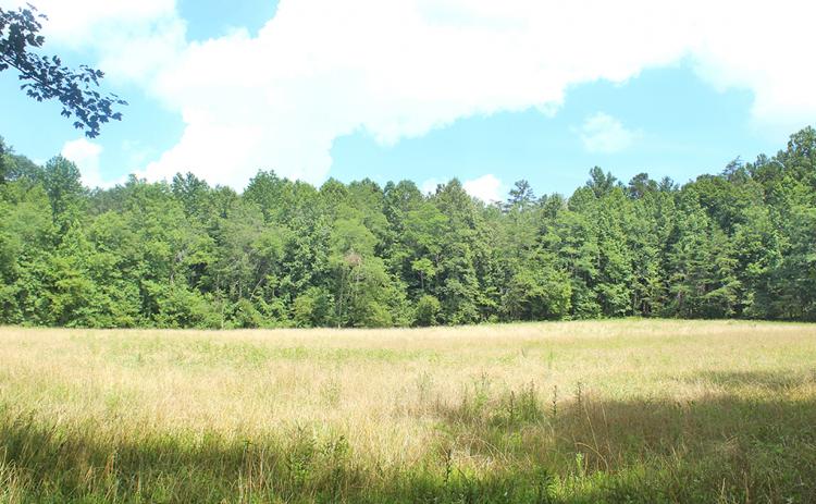 The main meadow utilized by the Rainbow Family Gathering last summer is pictured one year later. According to the U.S. Forest Service, no long-term environmental impacts exist in the area.