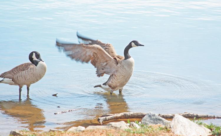 Geese and ducks at the local reservoir may have been the targets of mistreatment, reported a local man. Officials from the Georgia DNR have looked into the situation.