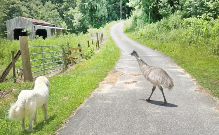 Ark the emu, family pet of the Eatons, wandered away from his home off Camp Wahsega Road on Friday and has since been spotted multiple times in the area. (Submitted photo)