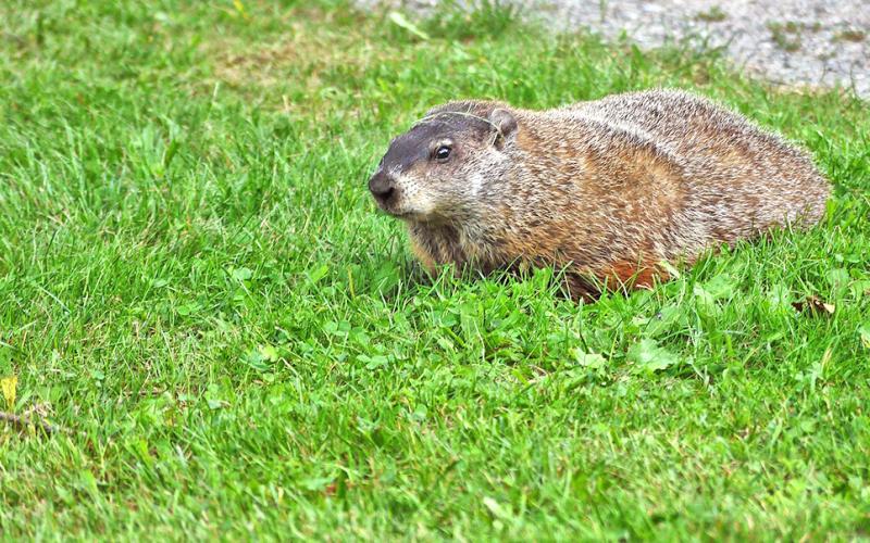 Biology students studying groundhog tunnels