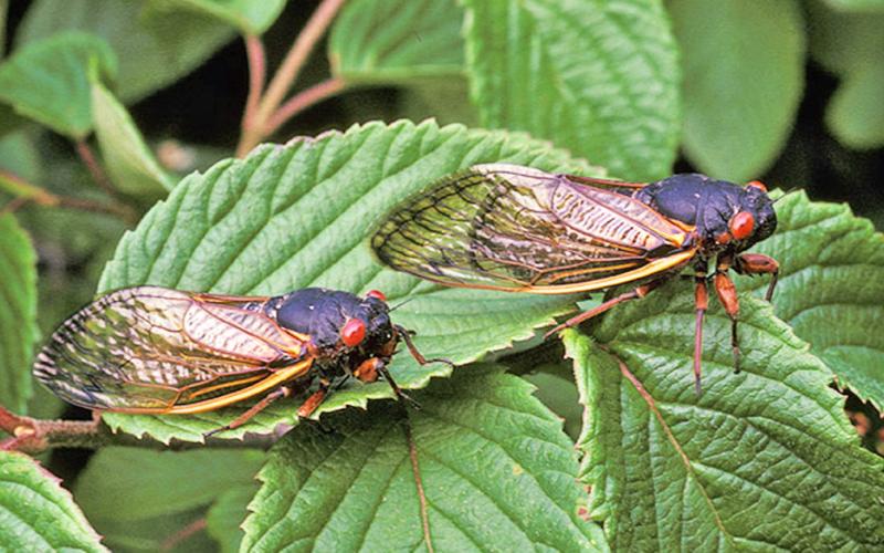 Cicadas
