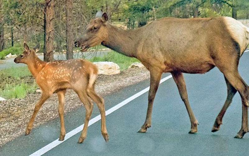 Photo provided by NPS, not actual local elk.