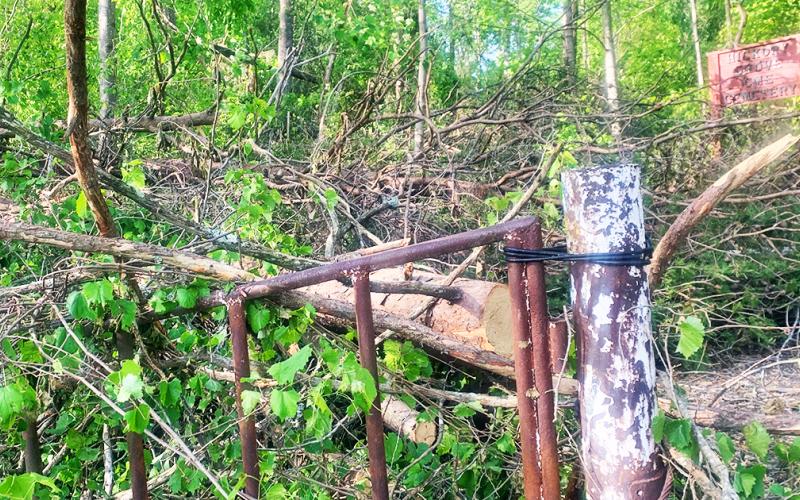 Trees were tossed about on Pecks Road during an F0 tornado last week.