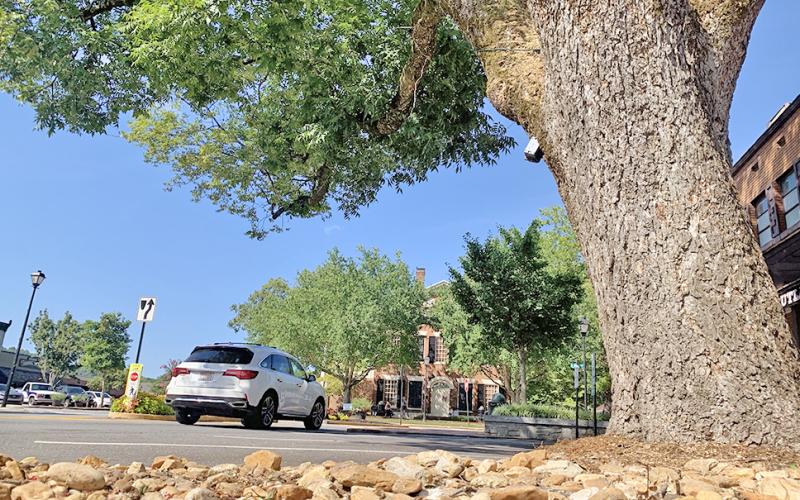 A pecan tree on East Main Street recently received an alarming health report from a Georgia Forestry Commission arborist.