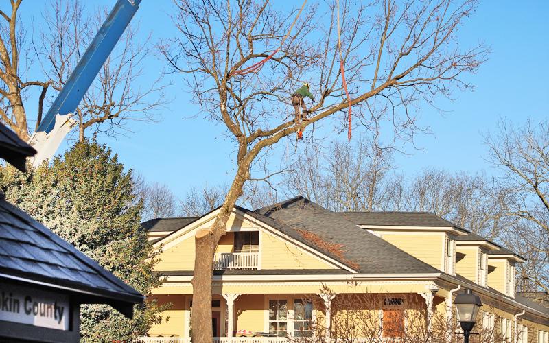 A tree removal specialist scales the same historic sycamore climbed by the “Bear on the Square” in 1996.