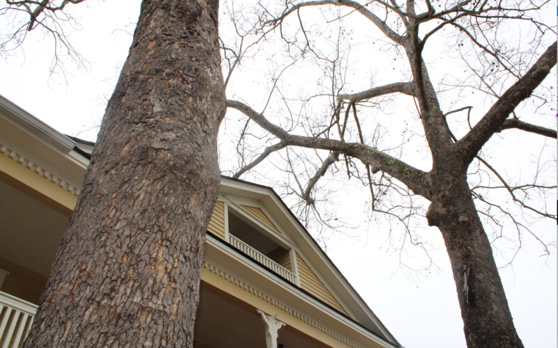 Two large sycamore tree in downtown Dahlonega are scheduled to be removed this week.