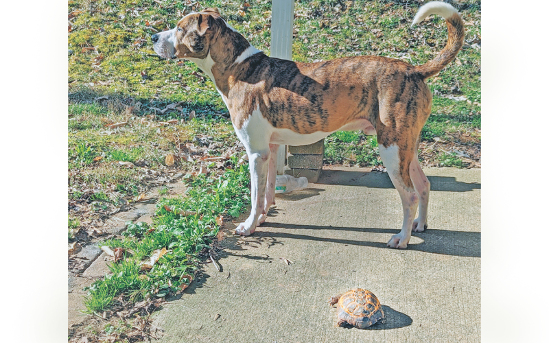 Grace McCracken’s dog Tucker played a key role in the search for Jeffrey after the Russian tortoise went missing last week.