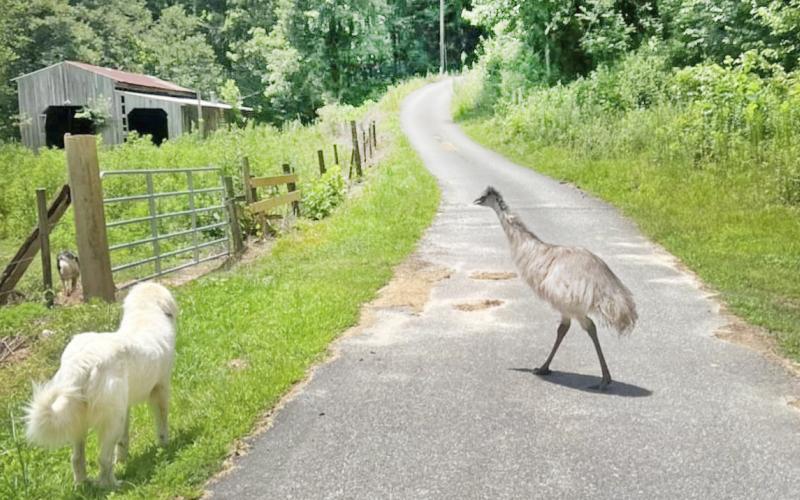 Ark the emu, family pet of the Eatons, wandered away from his home off Camp Wahsega Road on Friday and has since been spotted multiple times in the area. (Submitted photo)