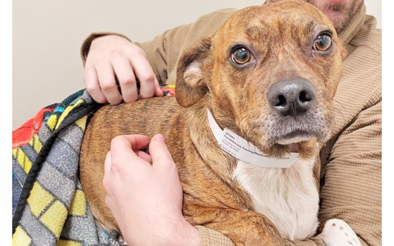 Alexus Newsome's two-year-old terrier-mix, Luna, will soon undergo surgery after she was reportedly shot by a neighbor last Wednesday. A Go Fund Me account has been set up to help with the veterinary bills. (Submitted photo)