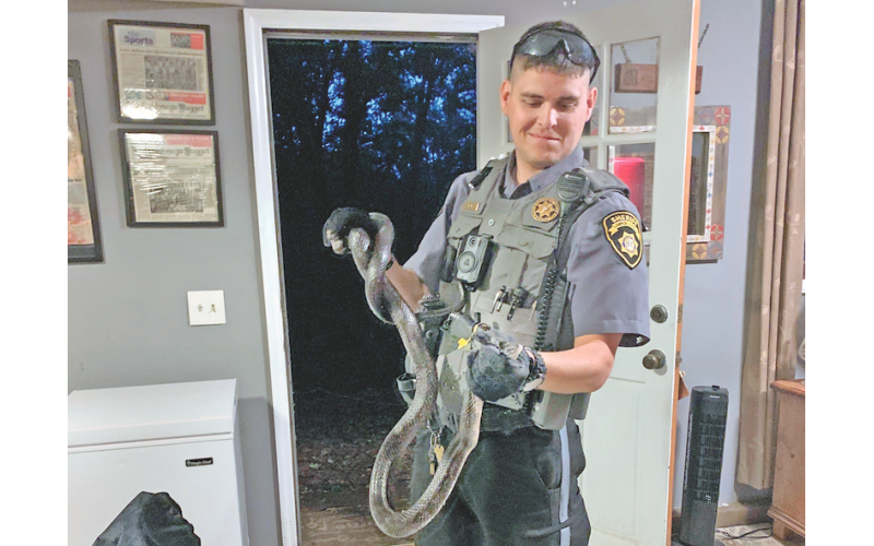 Deputy Andrew Adams successfully wrangled a six-foot-long black rat snake from the basement of a grateful Chinkapin Drive resident recently. The snake was less grateful, as it bit the officer on the thumb before being released into the woods.