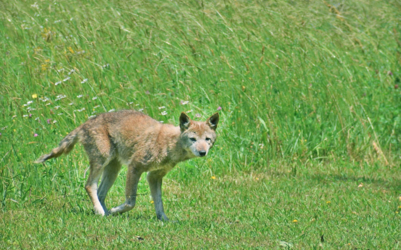 A confirmed case of rabies resulted in an alert for District 2 last week after a Lumpkin County man was bitten by an ailing coyote.