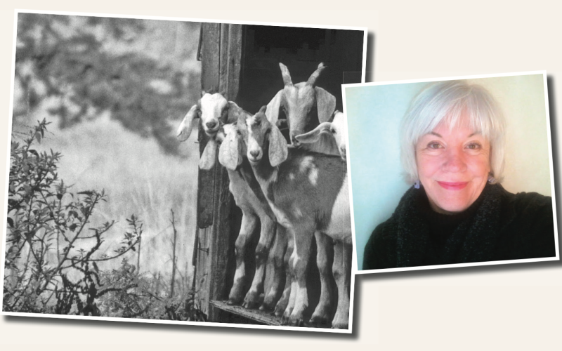 A posthumous exhibit featuring the work of Dr. Alice Sampson-Cordle will start Tuesday, October 28.  Joel Cordle said his wife’s “personal favorite photo” was taken at a farm near Bishop, Ga. “Goats get a lot of people’s attention—You don’t see goats in The Nugget every week.”