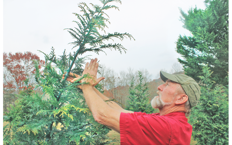 David Horton of Holly Hills Farm demonstrates tree pruning techniques.