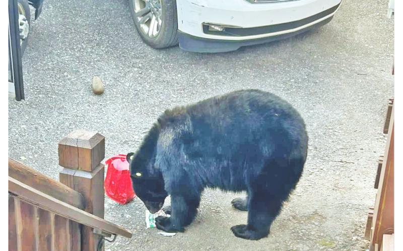 A brazen black bear helps itself to some stolen snacks after boldly burglarizing the LCHS activity bus in Gatlinburg, Tennessee.