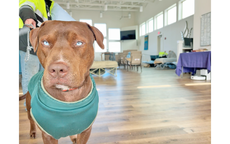 RJ may look serious but he was quick to offer a friendly wag of the tail to fellow warming center residents on Monday morning.