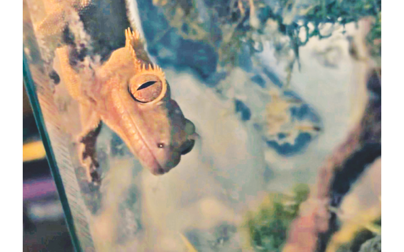 Bowen Aiken’s pet lizard Jumpy stares down Nugget reporter Eligha Roper as he prepares to feed him.
