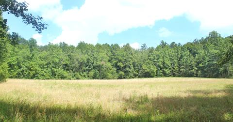 The main meadow utilized by the Rainbow Family Gathering last summer is pictured one year later. According to the U.S. Forest Service, no long-term environmental impacts exist in the area.