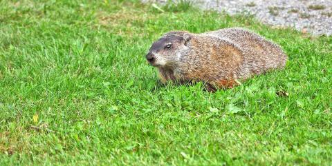 Biology students studying groundhog tunnels