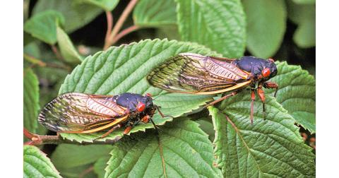 Cicadas