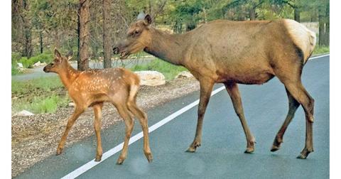 Photo provided by NPS, not actual local elk.