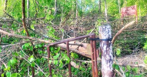 Trees were tossed about on Pecks Road during an F0 tornado last week.