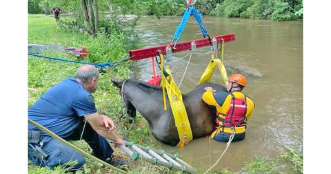 A multi-agency effort was needed to rescue Nova the horse when she sunk into the muddy banks of the Chestatee last week.