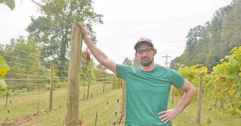 Tyler Barnes, co-owner and winemaker at Accent Cellars, is frustrated and confused about recent damage done to his small vineyard at the top of the winery property. Barnes estimates the damage to be around $6,000 worth, affecting around 20 percent of his vineyard.