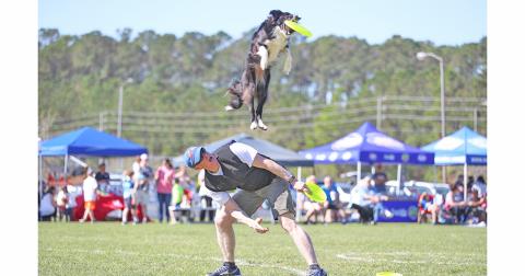 Dahlonega resident Rick Nielsen competes with Jessie the Border Collie during a Disc Dogs event. Teams from around the South are set to participate in the Skyhoundz Classic and DiscDogathon this weekend at Yahoola Creek Park.