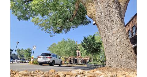 A pecan tree on East Main Street recently received an alarming health report from a Georgia Forestry Commission arborist.