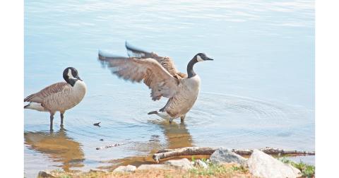 Geese and ducks at the local reservoir may have been the targets of mistreatment, reported a local man. Officials from the Georgia DNR have looked into the situation.