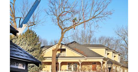 A tree removal specialist scales the same historic sycamore climbed by the “Bear on the Square” in 1996.