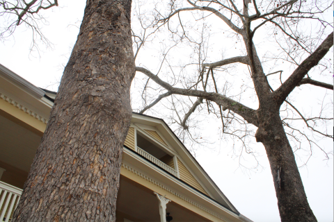 Two large sycamore tree in downtown Dahlonega are scheduled to be removed this week.