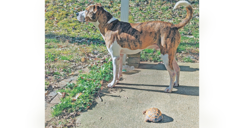Grace McCracken’s dog Tucker played a key role in the search for Jeffrey after the Russian tortoise went missing last week.