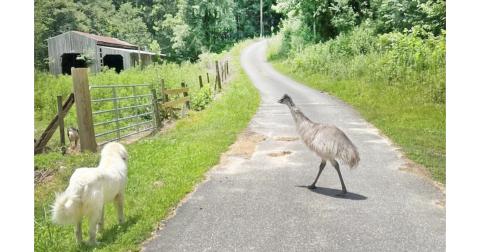 Ark the emu, family pet of the Eatons, wandered away from his home off Camp Wahsega Road on Friday and has since been spotted multiple times in the area. (Submitted photo)