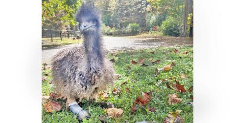 Noah the emu is pictured walking with the assistance of her custom, 3D printed prosthetic device.