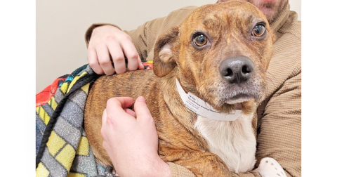 Alexus Newsome's two-year-old terrier-mix, Luna, will soon undergo surgery after she was reportedly shot by a neighbor last Wednesday. A Go Fund Me account has been set up to help with the veterinary bills. (Submitted photo)