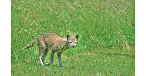A confirmed case of rabies resulted in an alert for District 2 last week after a Lumpkin County man was bitten by an ailing coyote.