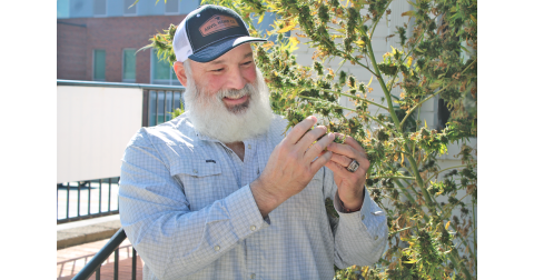 Blue 42 Market and Blue 42 Organics co-owner Henry Ostaszewski inspects a cannabis bud outside his business on South Chestatee Street. The facility is licensed for growing and storage under current state law, and he hopes to obtain a processing license in the future.
