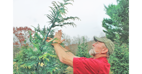 David Horton of Holly Hills Farm demonstrates tree pruning techniques.