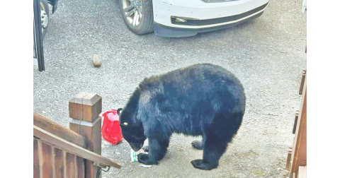A brazen black bear helps itself to some stolen snacks after boldly burglarizing the LCHS activity bus in Gatlinburg, Tennessee.