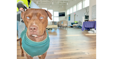 RJ may look serious but he was quick to offer a friendly wag of the tail to fellow warming center residents on Monday morning.