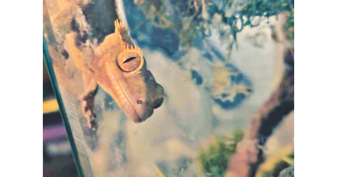 Bowen Aiken’s pet lizard Jumpy stares down Nugget reporter Eligha Roper as he prepares to feed him.