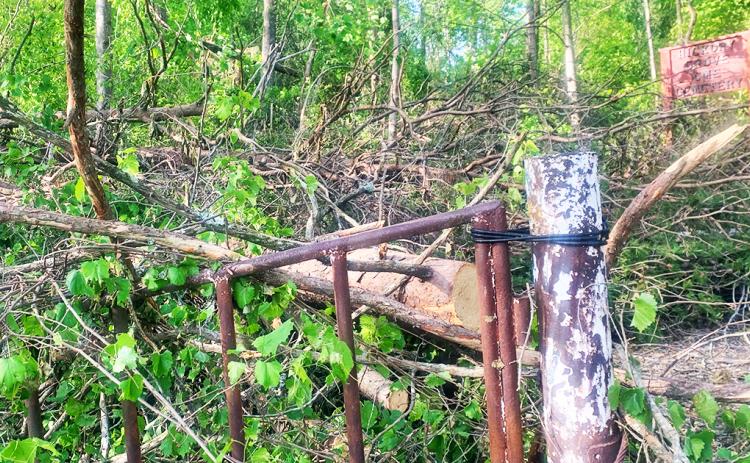 Trees were tossed about on Pecks Road during an F0 tornado last week.