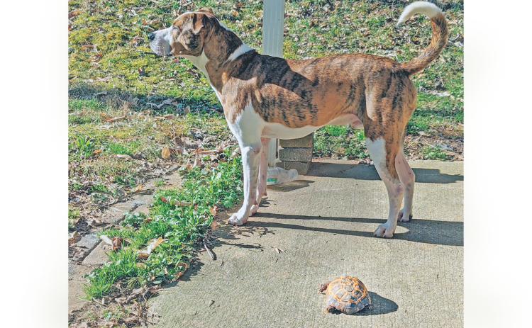 Grace McCracken’s dog Tucker played a key role in the search for Jeffrey after the Russian tortoise went missing last week.