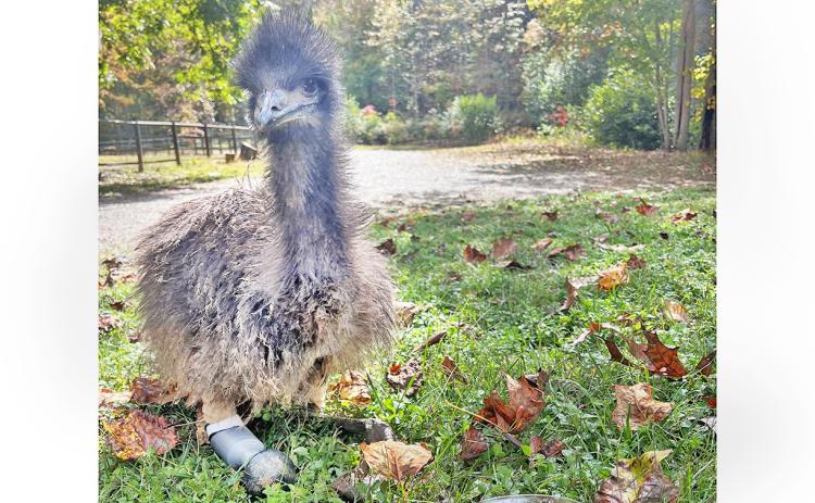 Noah the emu is pictured walking with the assistance of her custom, 3D printed prosthetic device.