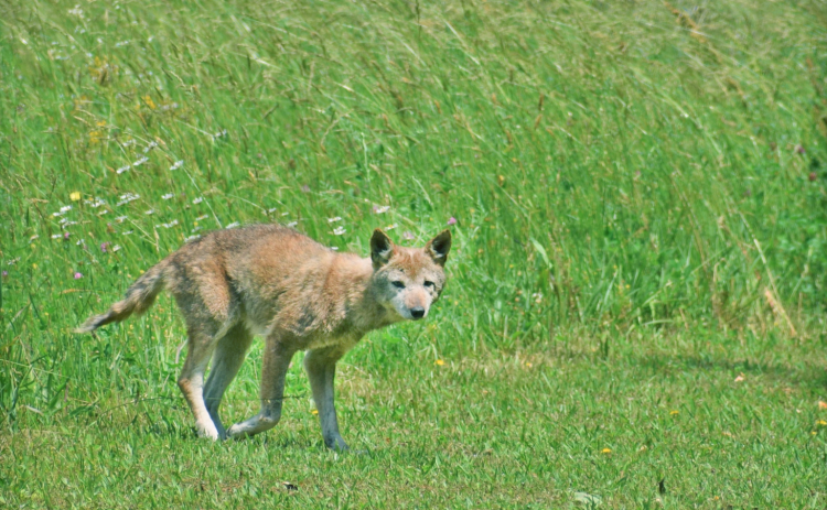 A confirmed case of rabies resulted in an alert for District 2 last week after a Lumpkin County man was bitten by an ailing coyote.