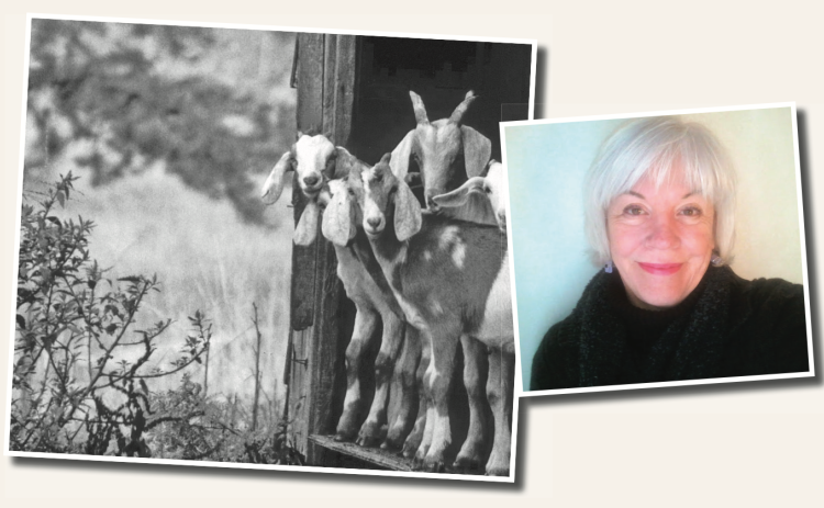 A posthumous exhibit featuring the work of Dr. Alice Sampson-Cordle will start Tuesday, October 28.  Joel Cordle said his wife’s “personal favorite photo” was taken at a farm near Bishop, Ga. “Goats get a lot of people’s attention—You don’t see goats in The Nugget every week.”